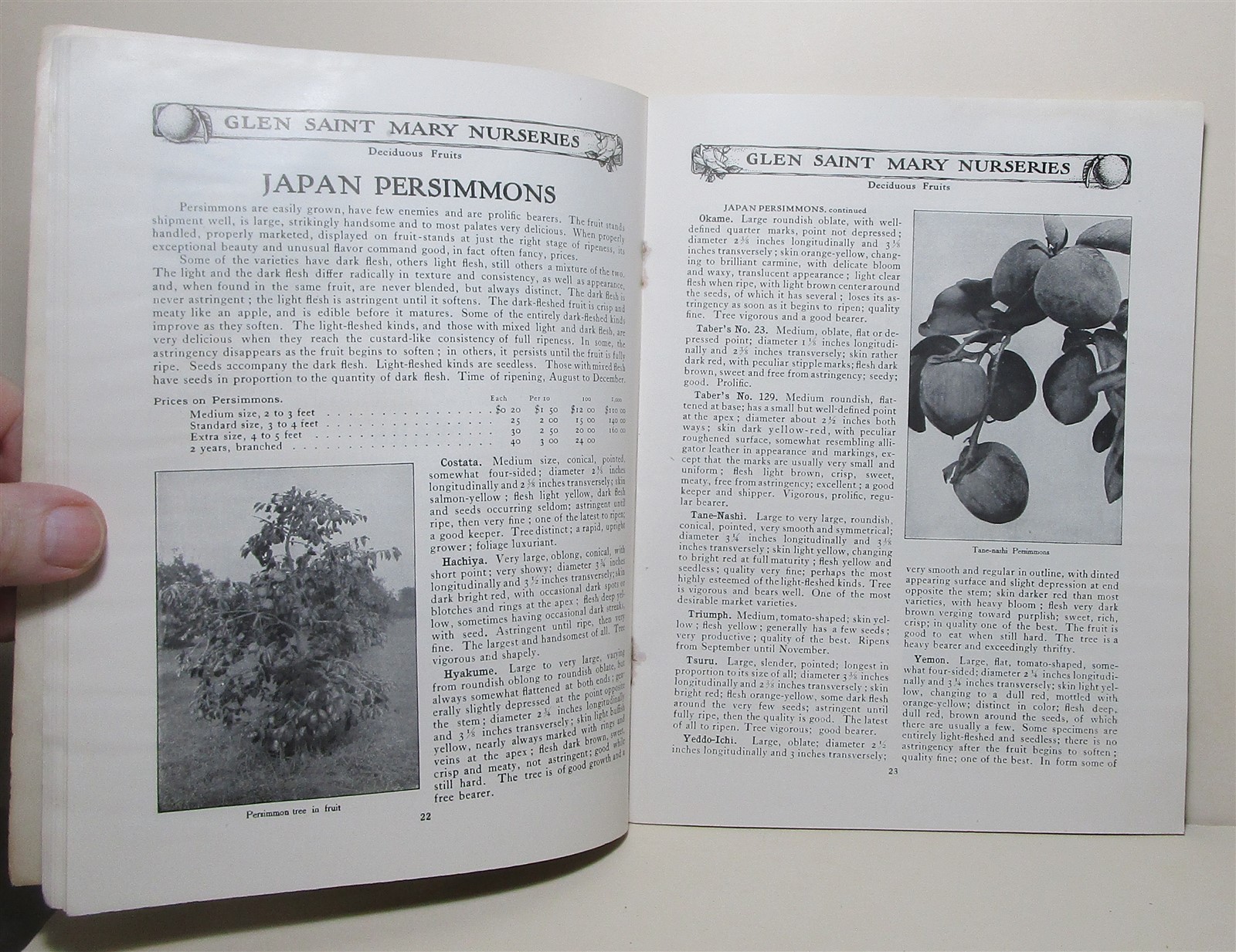 1907 Glen Saint Mary Nurseries catalog, Florida