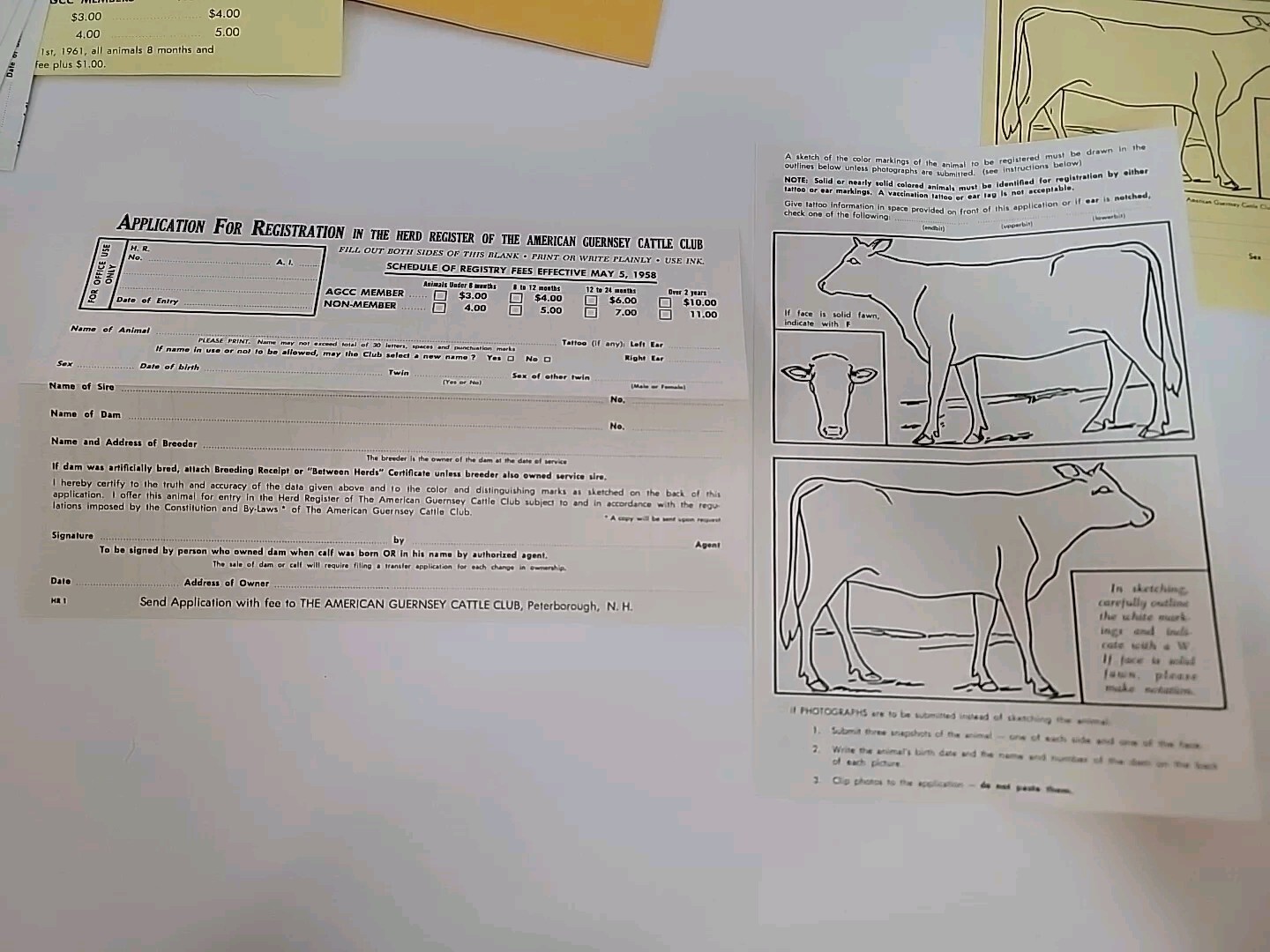 The A B C of Registering your Guernseys Packet, American Guernsey Cattle Club AG