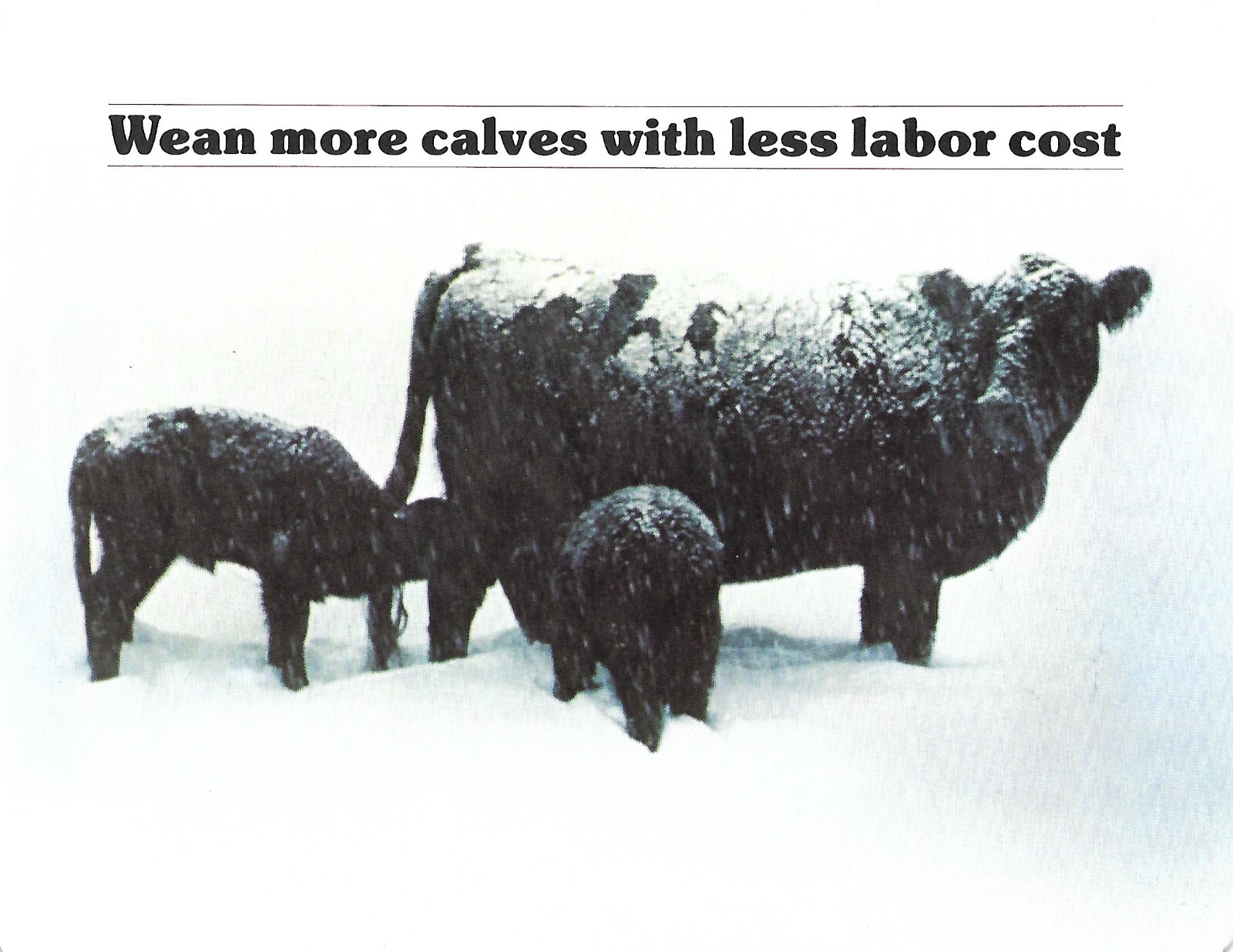 Farm Brochure – Angus Cattle – Wean More Calves With Less Labor – Cow (F8426)