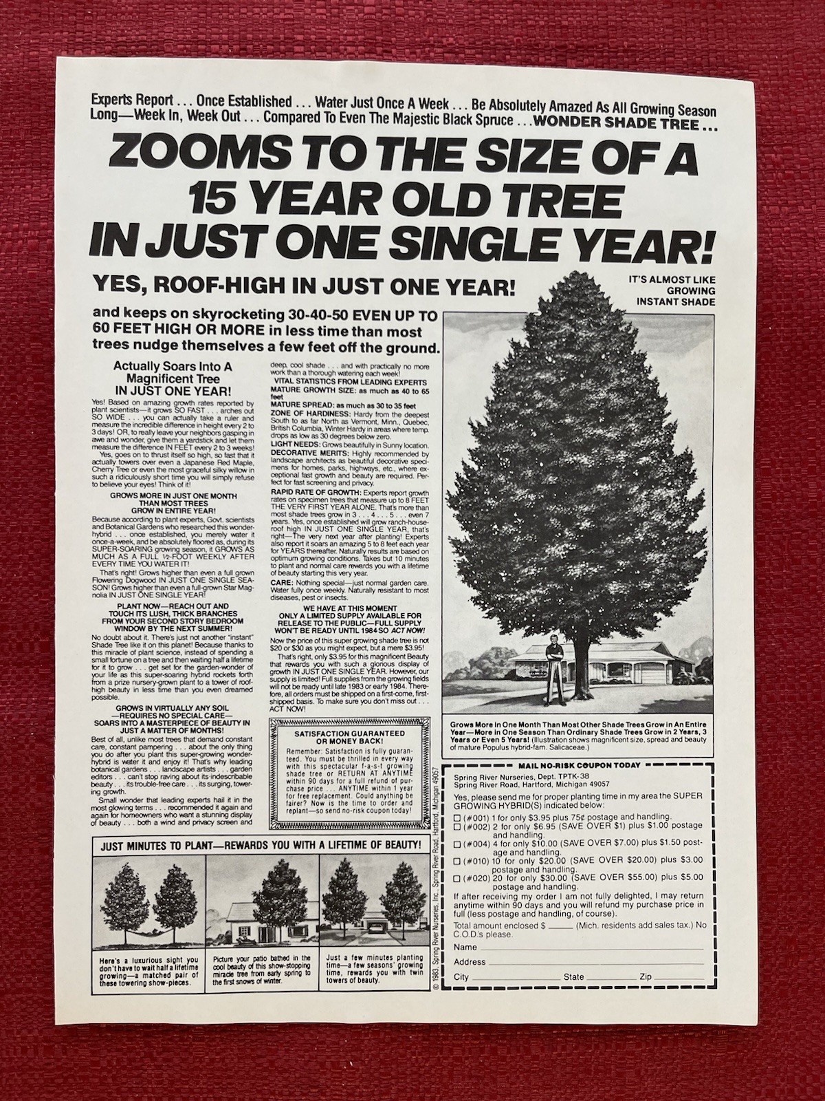 Spring Rivers Nurseries 1983 Print Ad Super Growing Hybrid Shade Trees Ad