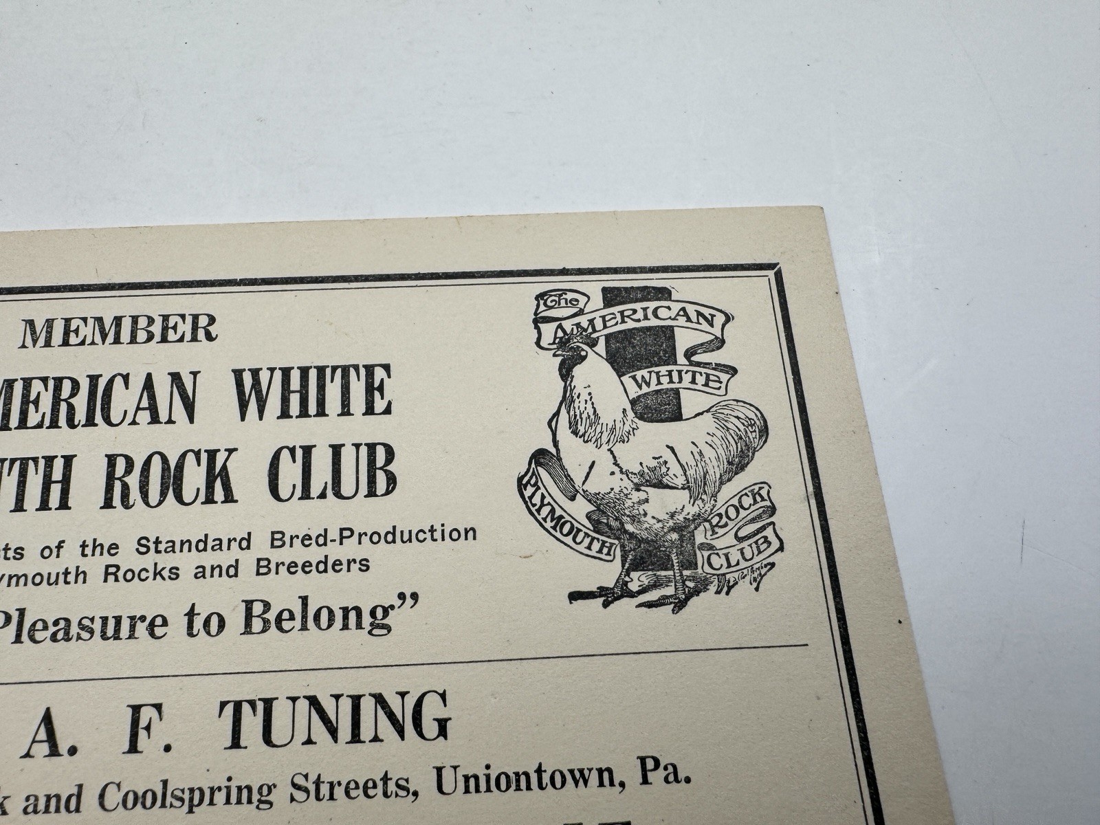 Vintage American White Plymouth Rock Club Ad