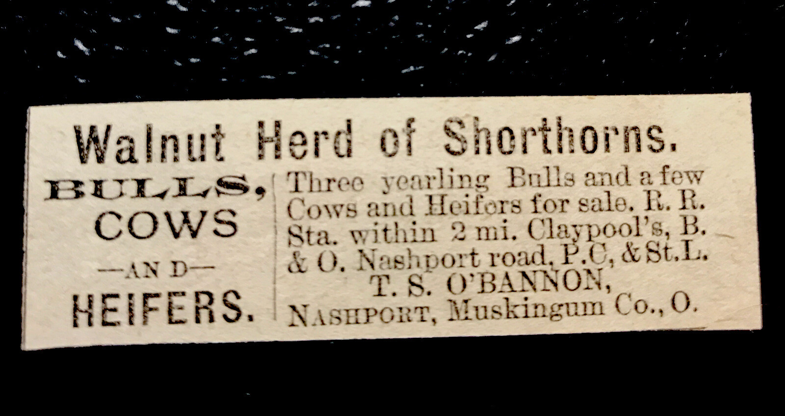 1886 Walnut Herd Cattle Cow Farm Advertising – Nashport – Ohio