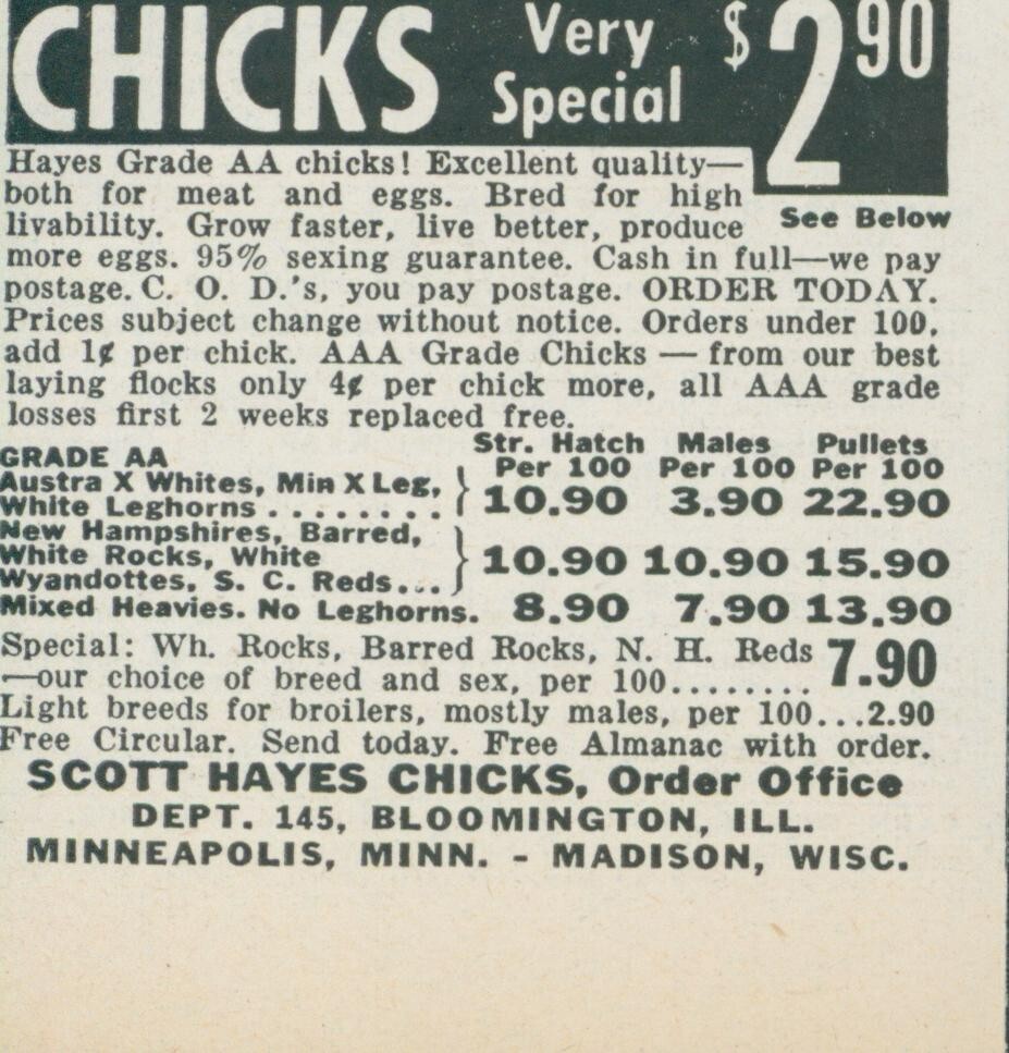 1955 Scott Hayes Chicks Grade A Bloomington Illinois IL Vintage Print Ad FJ1