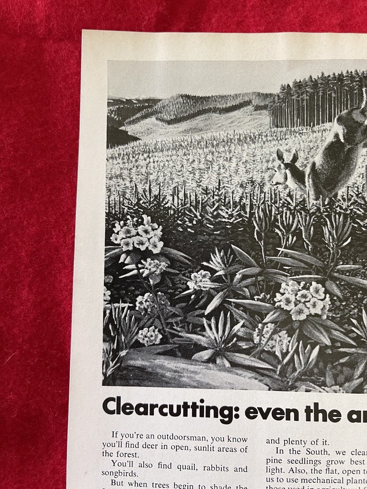 Vintage 1972 Weyerhaeuser Tree Growing Company Print Ad Clearcutting