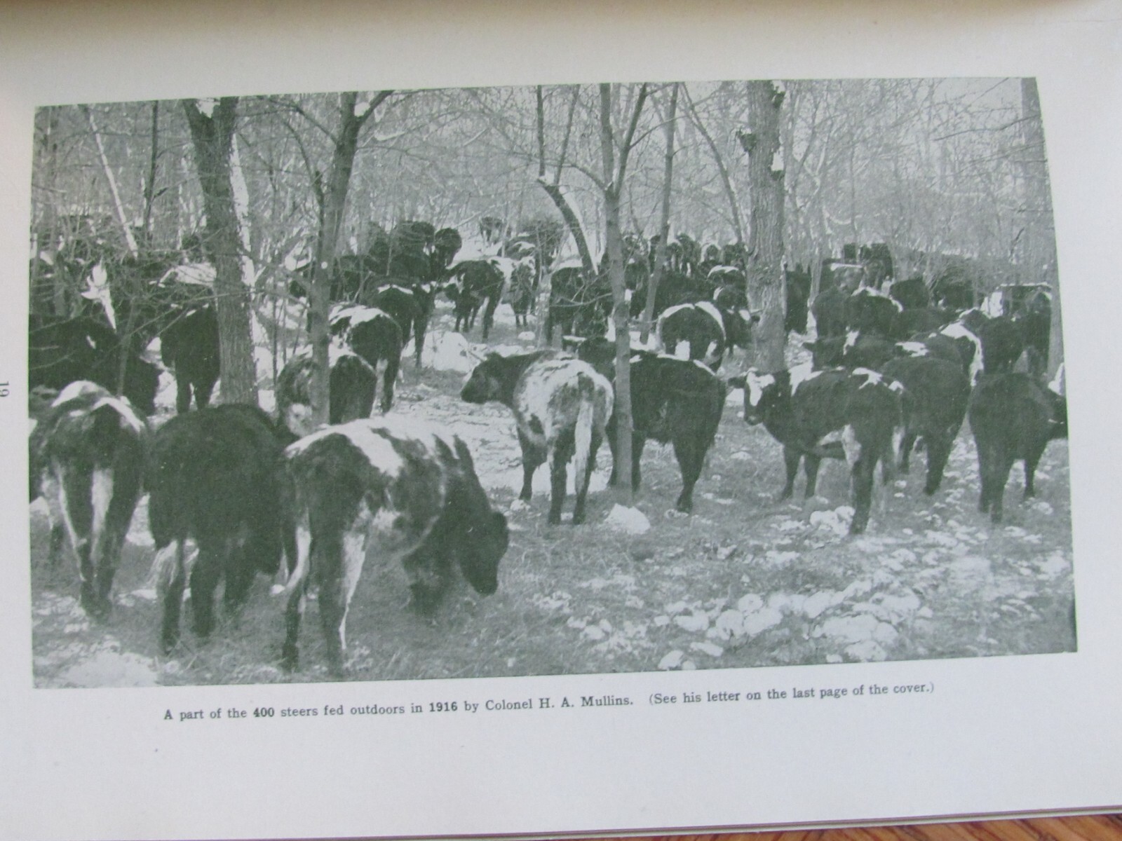 1917 FARMING BOOKLET LIVESTOCK RAISING IN MANITOBA CANADA IMMIGRATION DEPT