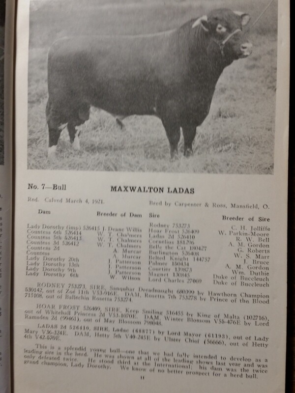 c1923 Maxwalton Herd Carpenter and Ross Cattle Auction Mansfield Ohio OH