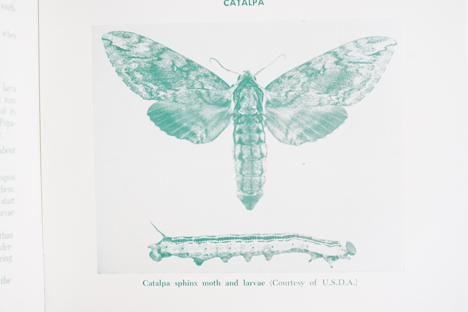 Vintage PA State University Insect Pests Deciduous Shade Trees Agricultural 427