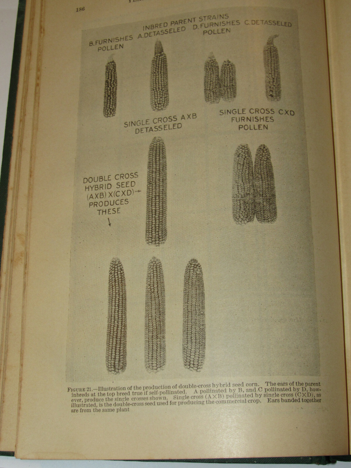 VINTAGE 1933 US DEPARTMENT OF AGRICULTURE YEARBOOK! DEPRESSION! PRICES CRASH!