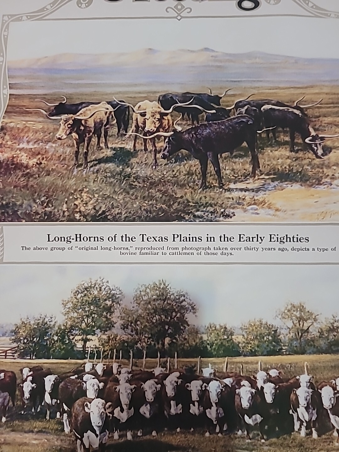 Clay,Robinson & Co Livestock Comm Ad 30yrs Beef And Breeding 18×40 Unframe Copy