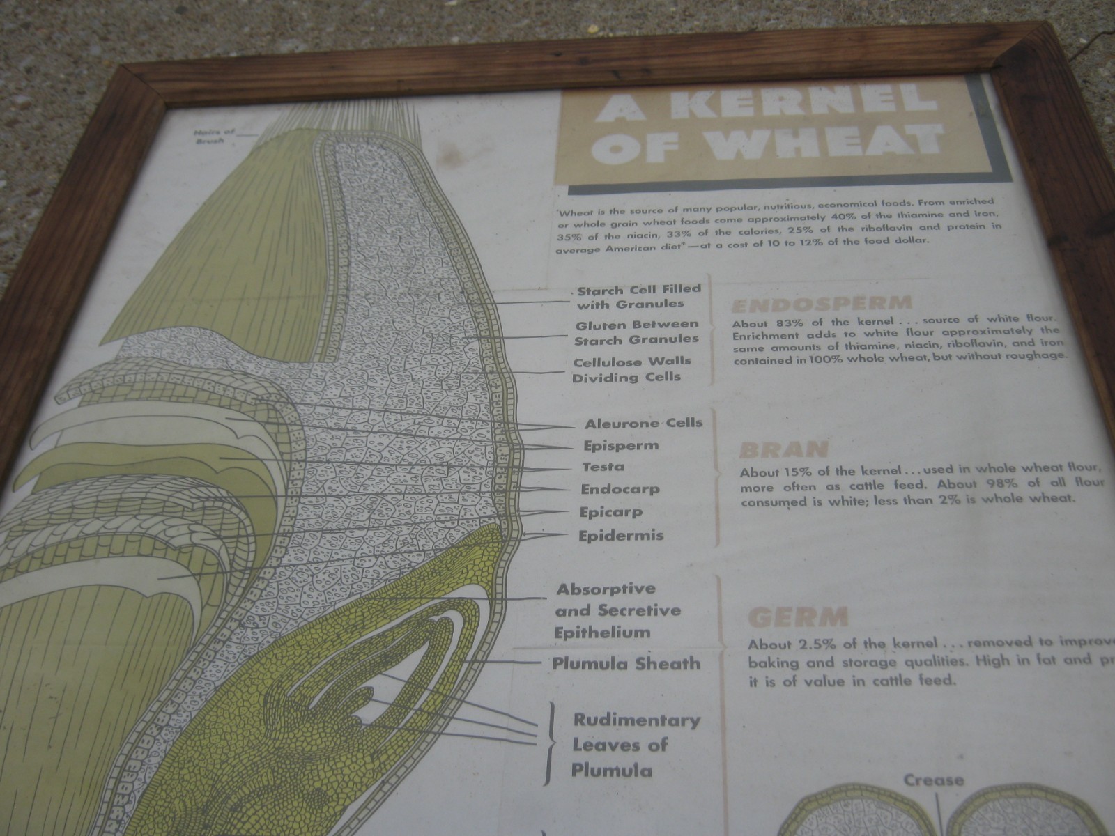 Vintage A Kernel Wheat Large Farm Poster Print Glass & Wood Frame 38.5&Prime; x 26.5&Prime;