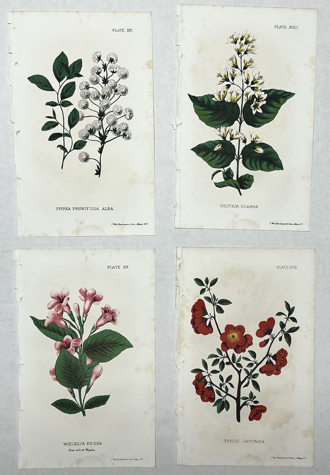 Original C1900 Print Flower Lot,Spirea,Deutzia,Wiegela,Pyrus,Dept of Agriculture