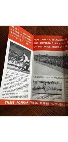 Henry Leuthardt 1939 Espalier Dwarf Fruit Tree Brochure Port Chester NY