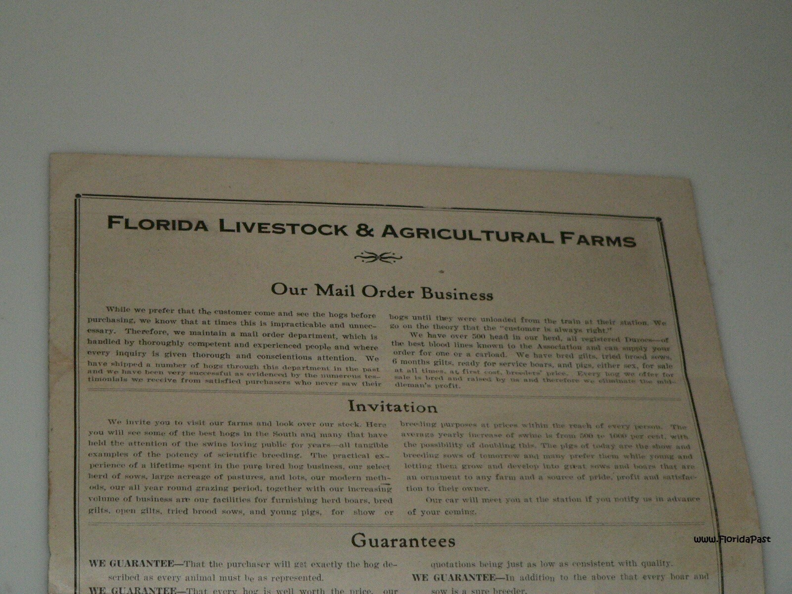 Early Duroc Jersey Hogs Munson, Florida Livestock & Agricultural Farms Brochure
