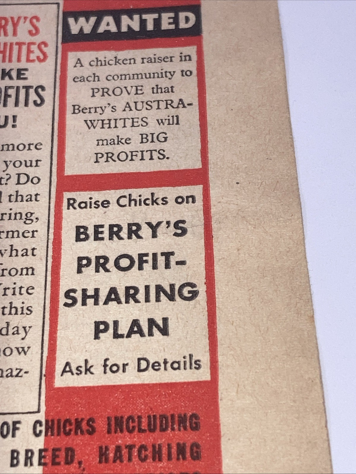 Berry’s Austra-Whites Poultry Vintage Print Ad 1945 5.25”X11” Hybrid Chickens PT