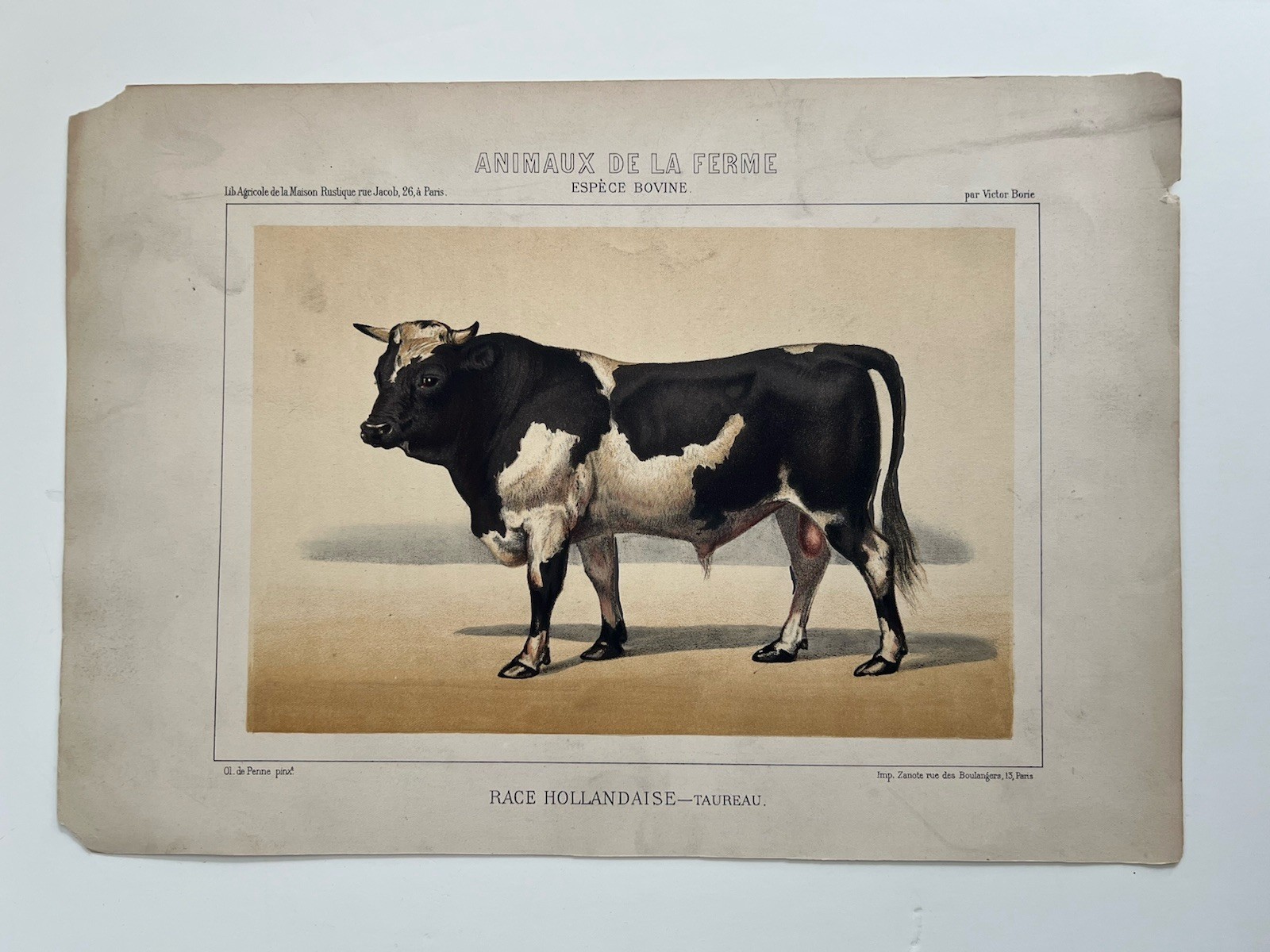 5 Lithographs Of Bovine Species By Victor Borie (1818-1880) Farm Animals II