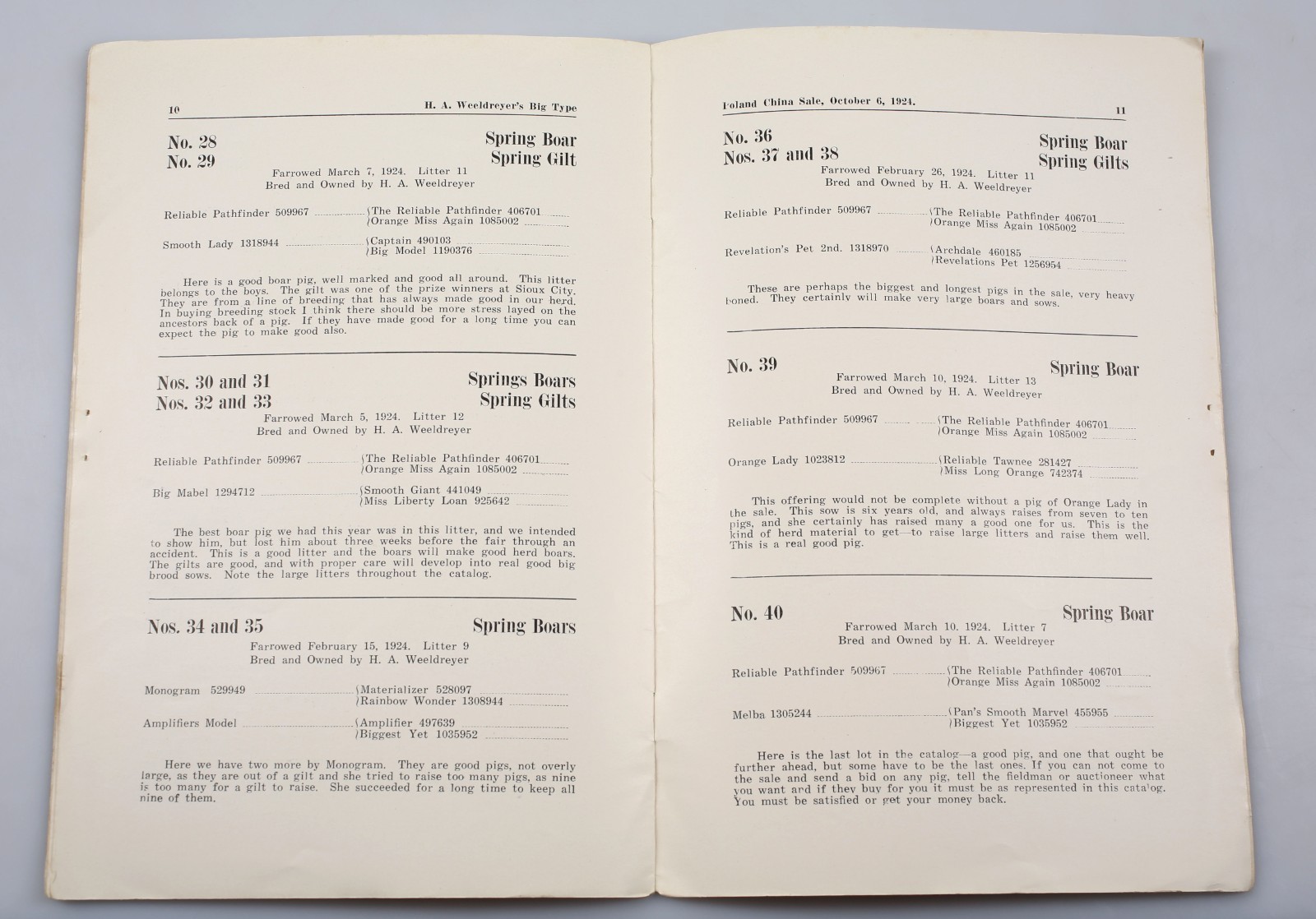 Vintage 1924 Poland China Pig Sale Cholera Immuned Emery South Dakota