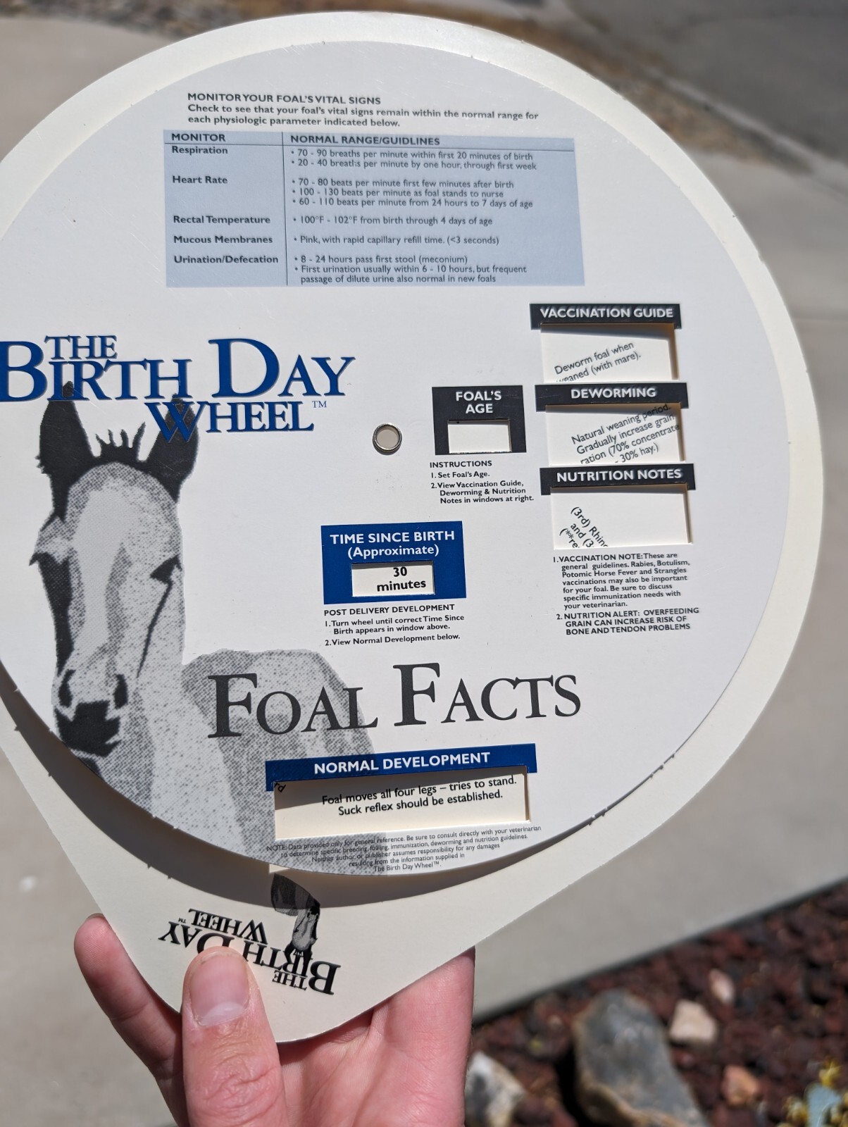 Vintage 1999 Horse Fact Spinner Double Sided The Birth Day Wheel DVM marketing