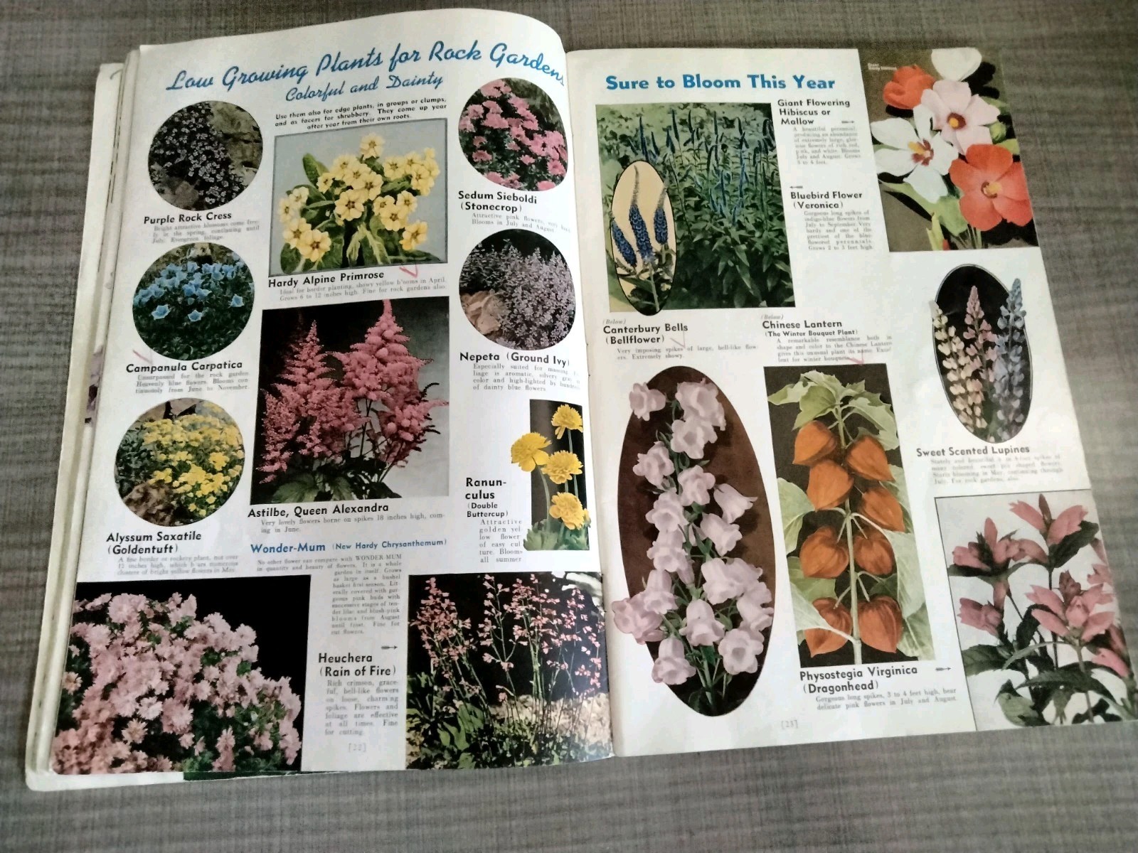 Vtg. 1939 Empire State Nursery Co. Fruits & Flowers Booklet + 2 African Violets