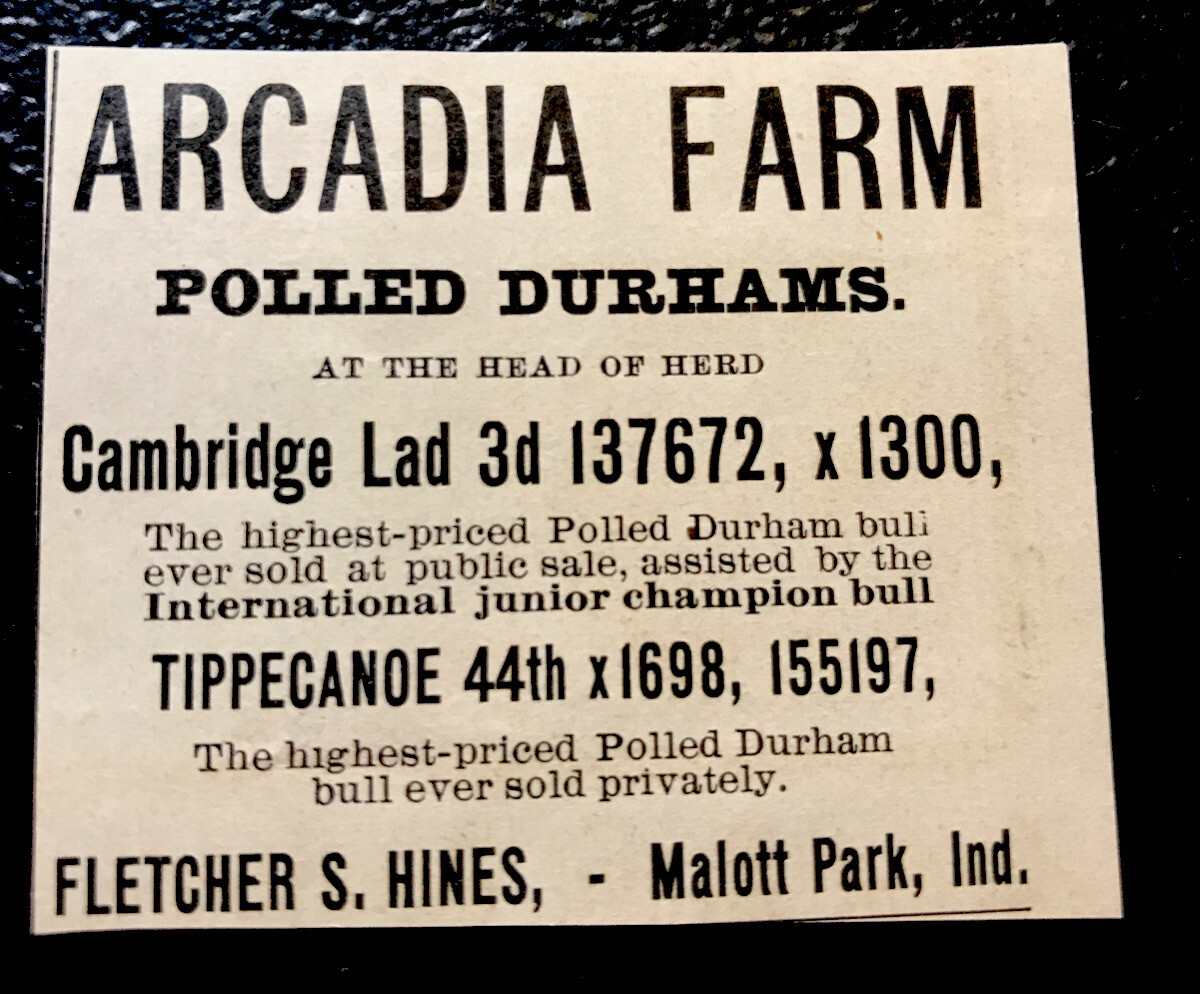1902 Arcadia Farm Cattle Advertising – Malott Park – Indiana – Cow