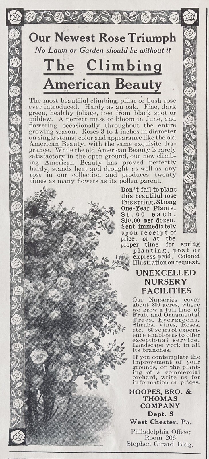 1913 AD.(XH5)~HOOPES, BRO. & THOMAS CO. WEST CHESTER, PA. AMERICAN BEAUTY ROSES