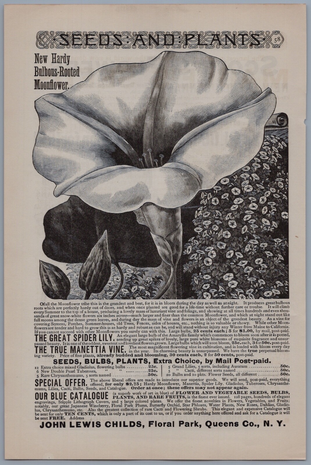 1891 John Lewis Child Vintage Ad Floral Park Queens NY Moonflower Nursery Plants