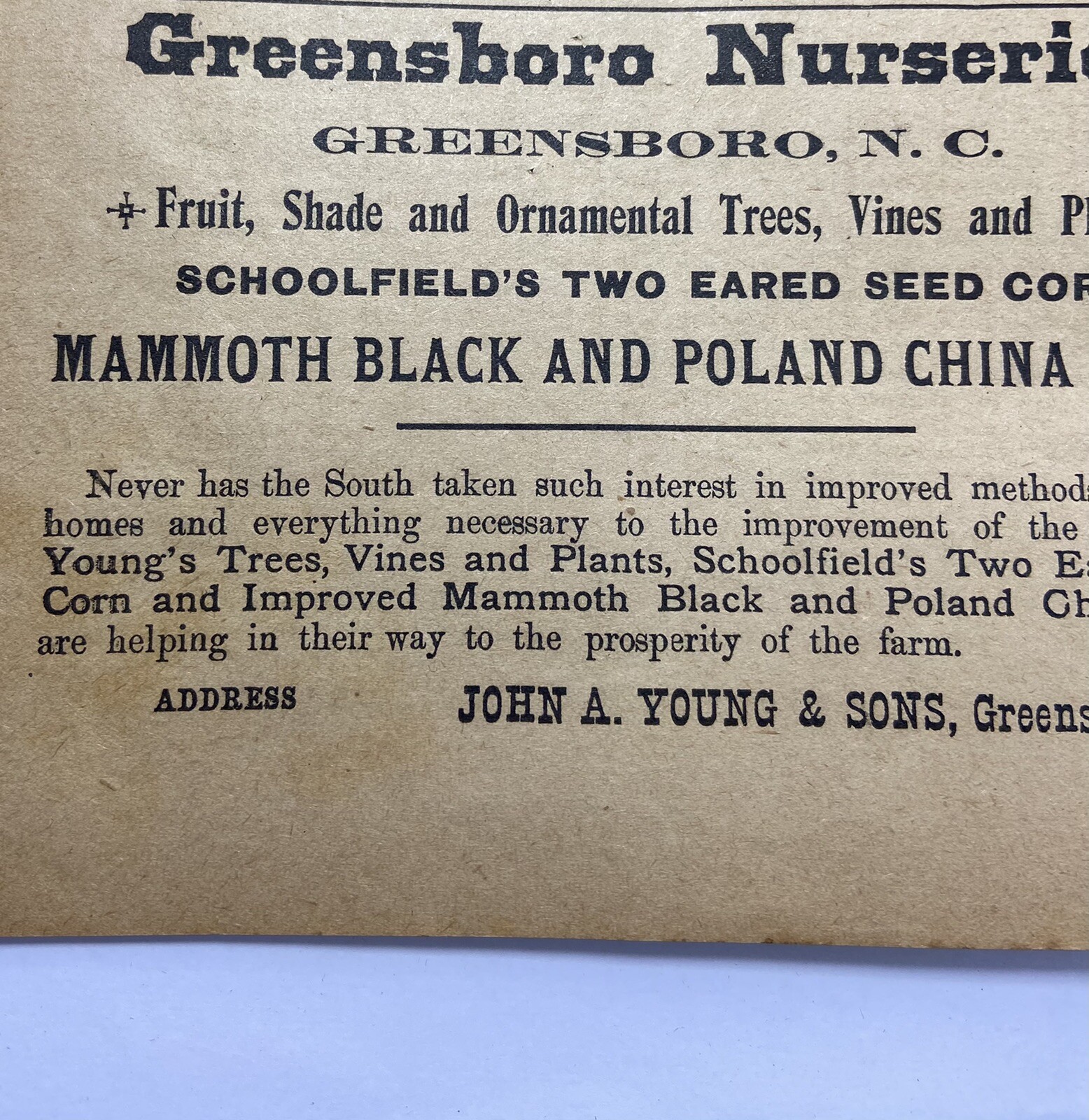 1914 Greensboro Nurseries John A Young And Sons North Carolina Advertisement