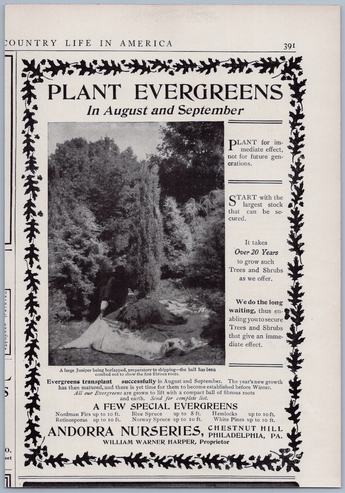 1906 Andorra Nurseries Ad Philadelphia PA Plant Evergreens Juniper Pine Fall