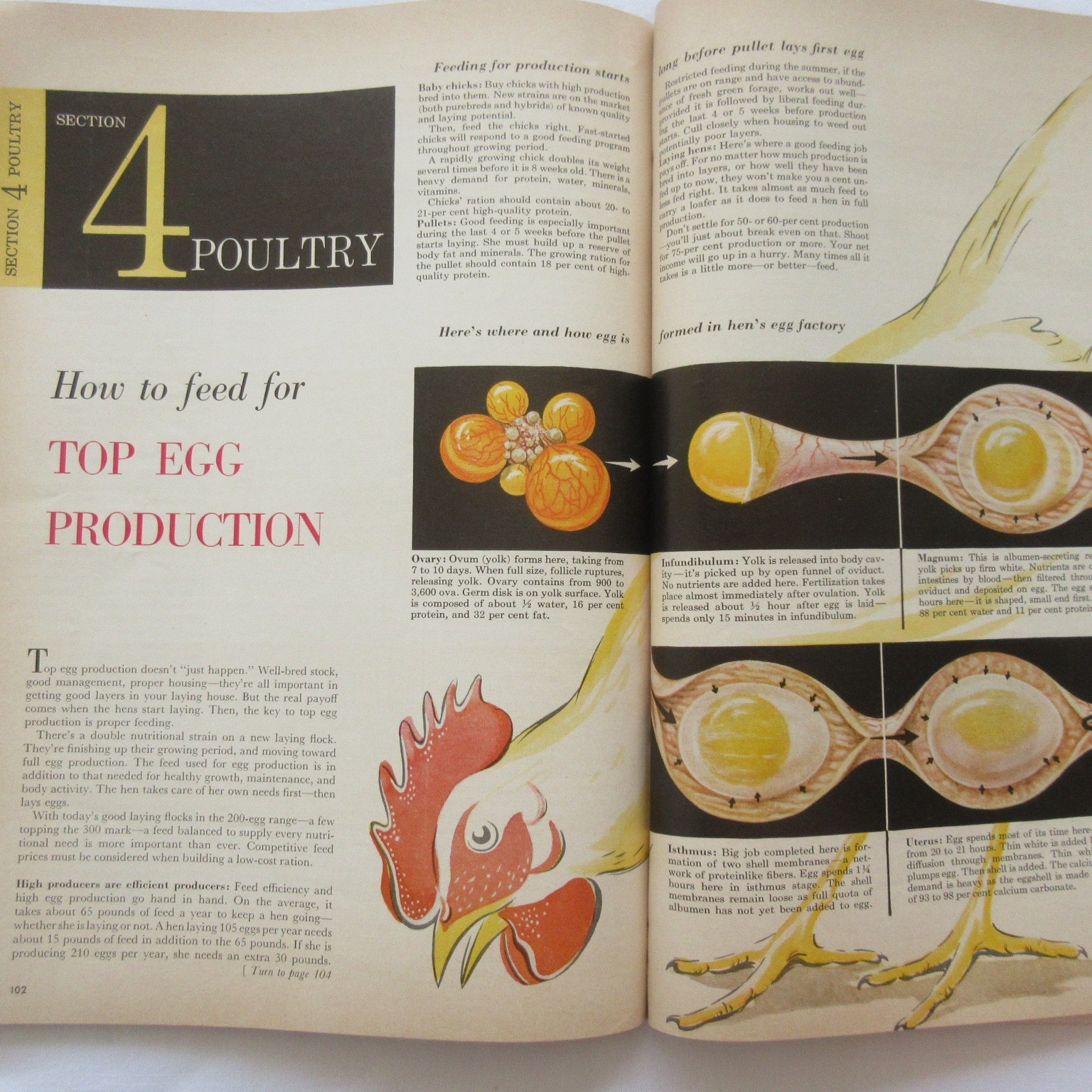 Vintage 1959 Successful Farming&rsquo;s Livestock Book Beef Hogs Dairy Poultry Sheep