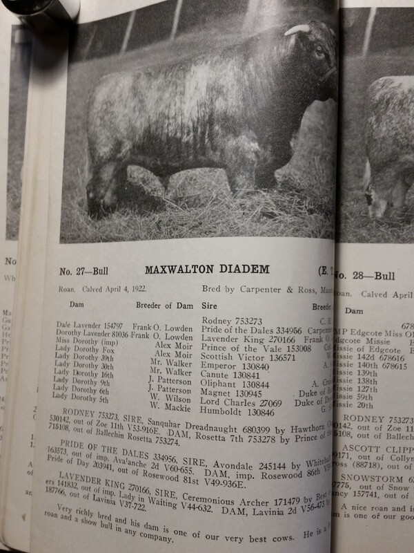 c1923 Maxwalton Herd Carpenter and Ross Cattle Auction Mansfield Ohio OH