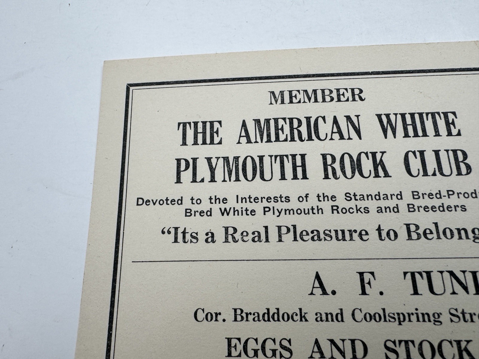 Vintage American White Plymouth Rock Club Ad