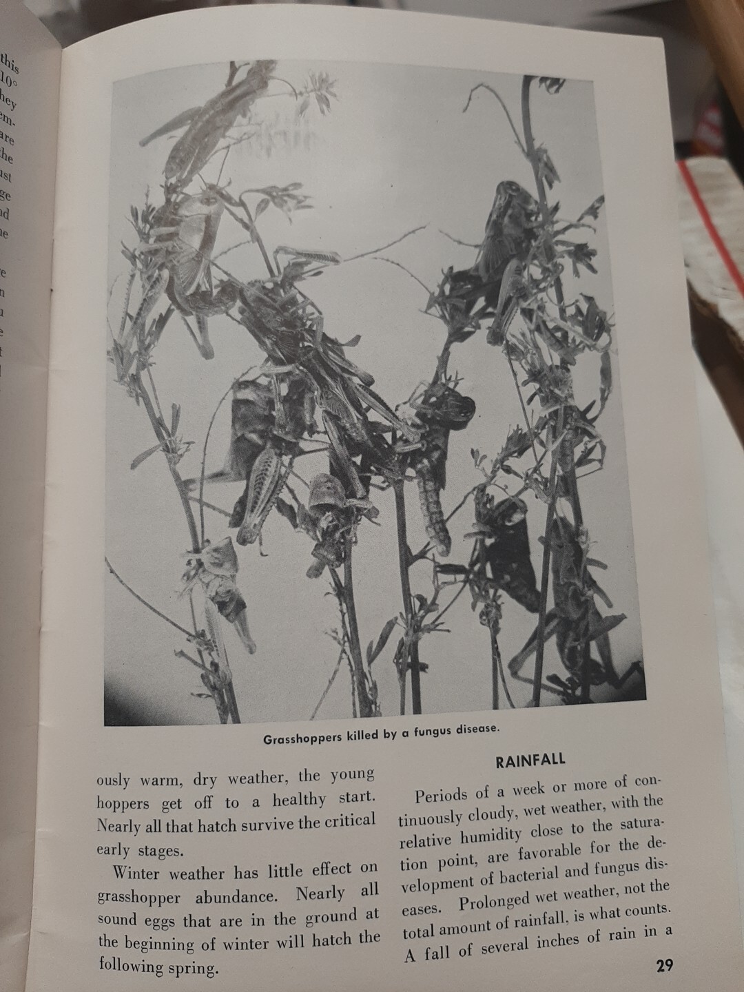 ***VINTAGE 1954 FARMERS&rsquo; BULLETIN 2064 Grasshoppers ***U.S.D.A.