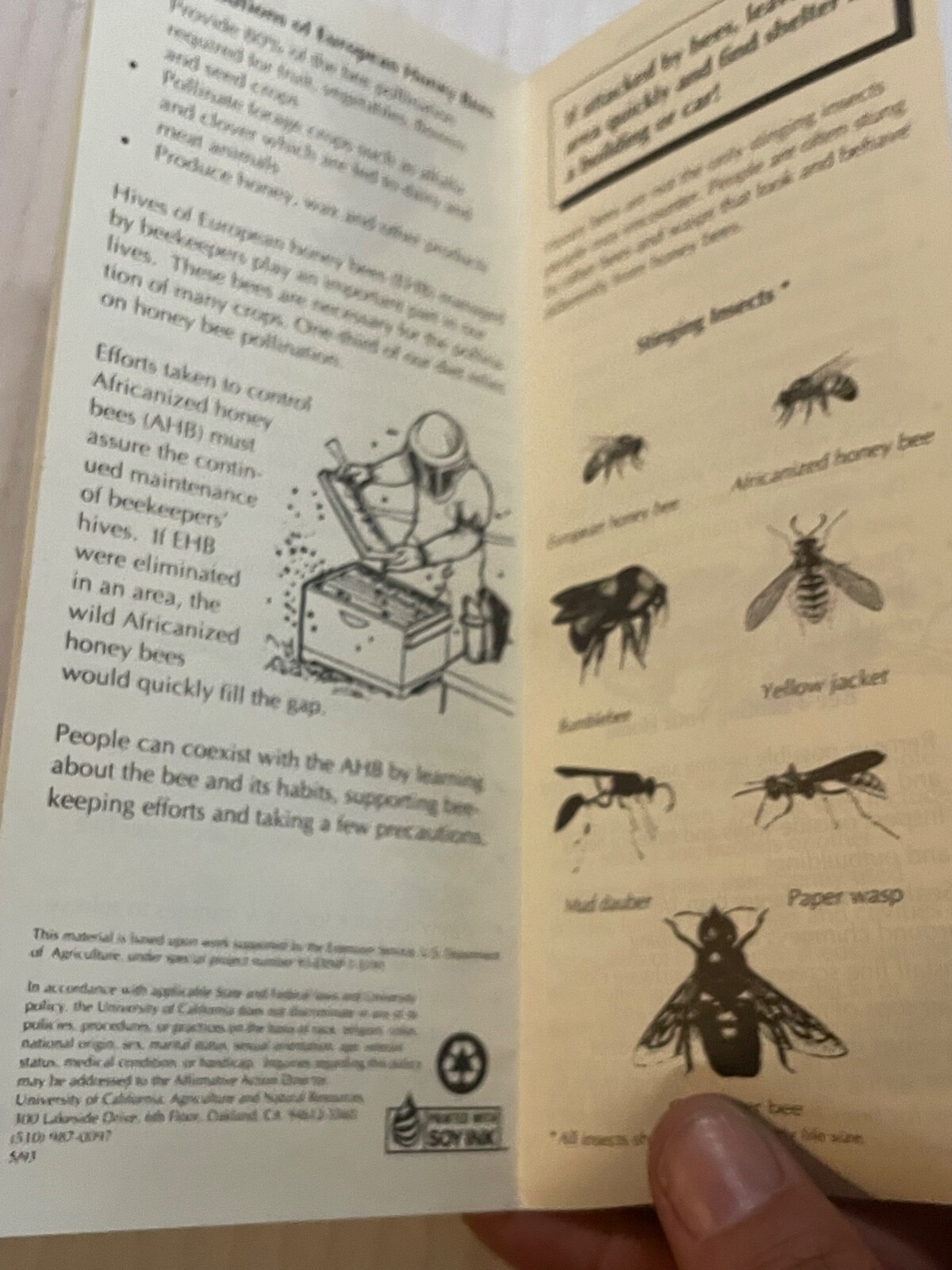 Bee Alert Africanized Honey Bee Facts California Brochure 1993 9×4