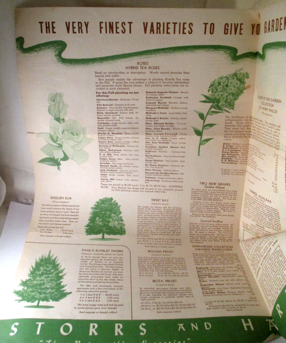 Vintage STORRS and HARRISON PAINESVILLE OH NURSERY MAILER BROCHURE