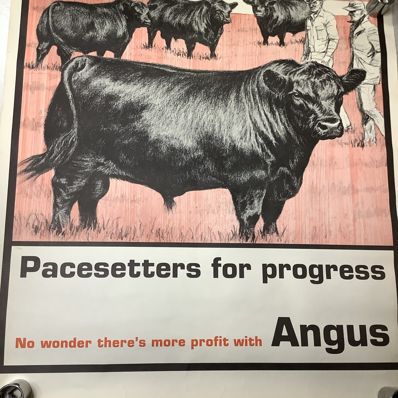 Vintage Angus Cattle Advertising Poster 1950’s 60’s ? Nice Graphics