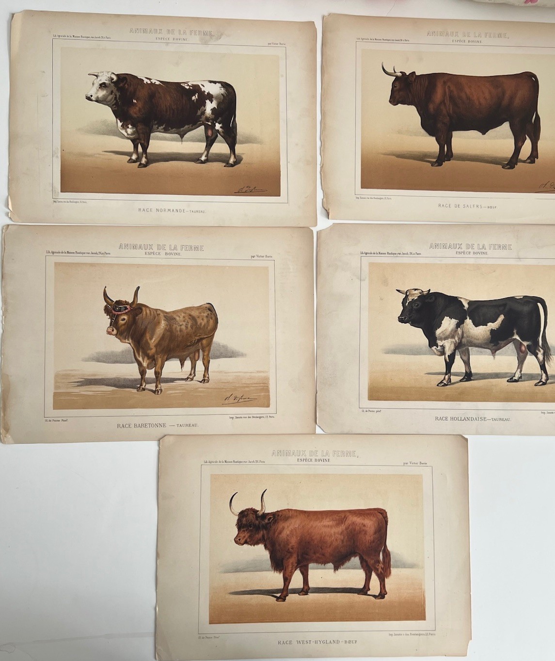 5 Lithographs Of Bovine Species By Victor Borie (1818-1880) Farm Animals II