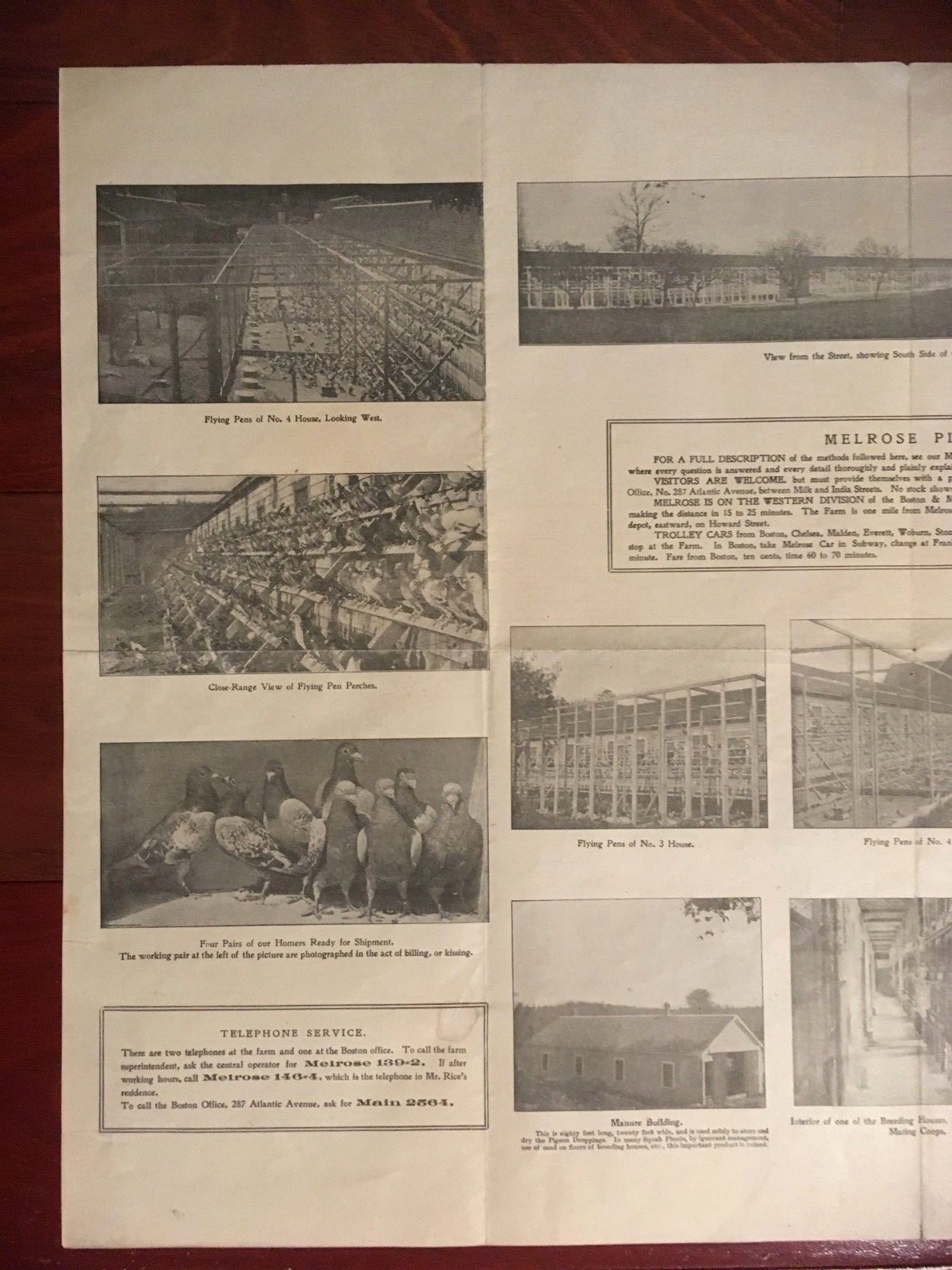 VINTAGE 1907 PIGEON SQUAB FARMING ADVERTISING POSTER BROCHURE 15 X 22&Prime; BOSTON MA