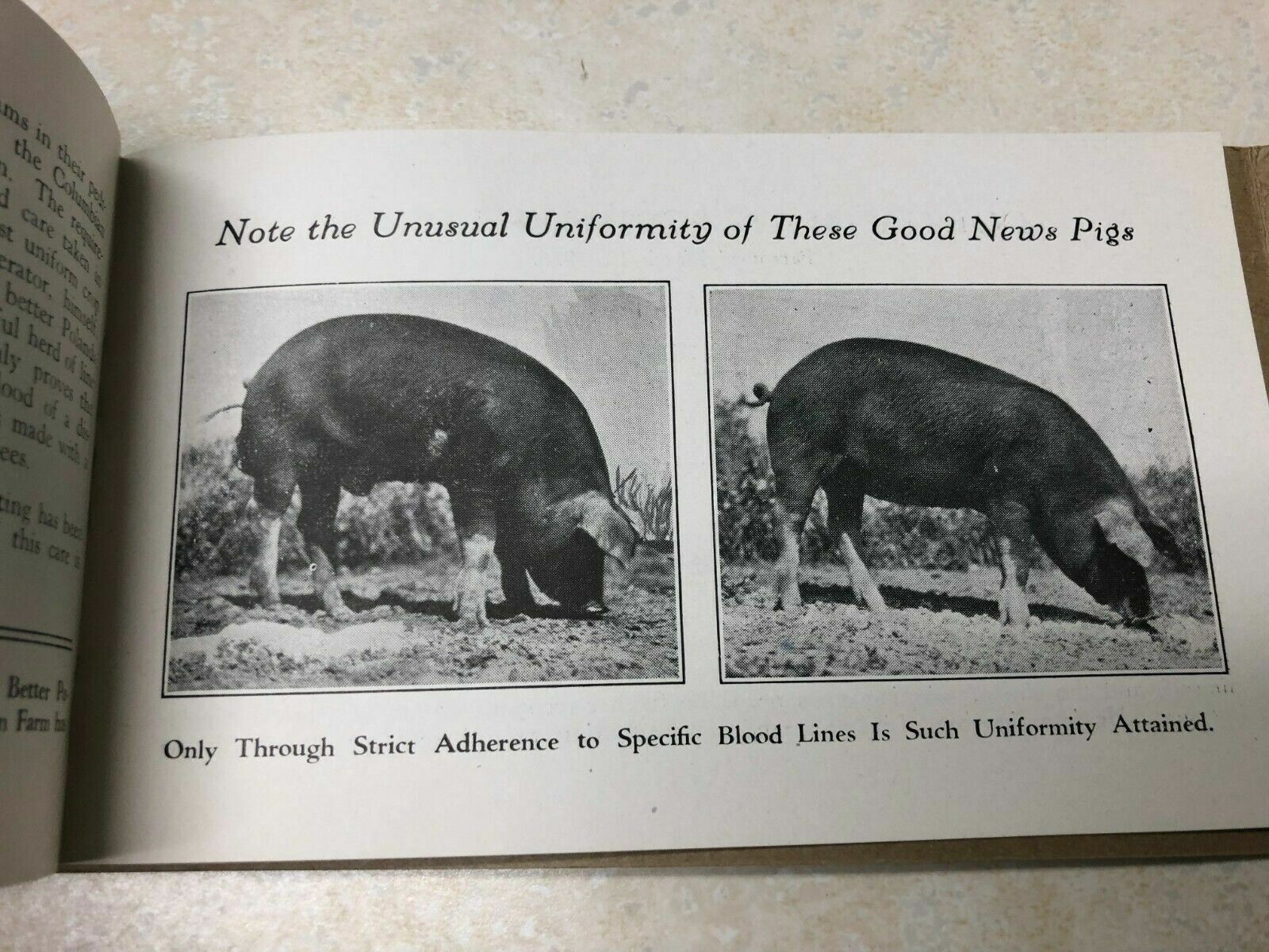 1929 Columbian Stock Farm Poland China Hog Brochure Kansas City, Missouri