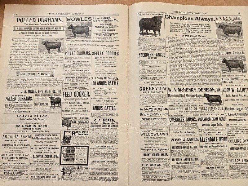 Nov 13, 1901 Breeder&rsquo;s Gazette Weekly Union Stock Yards Intl Exposition Chicago