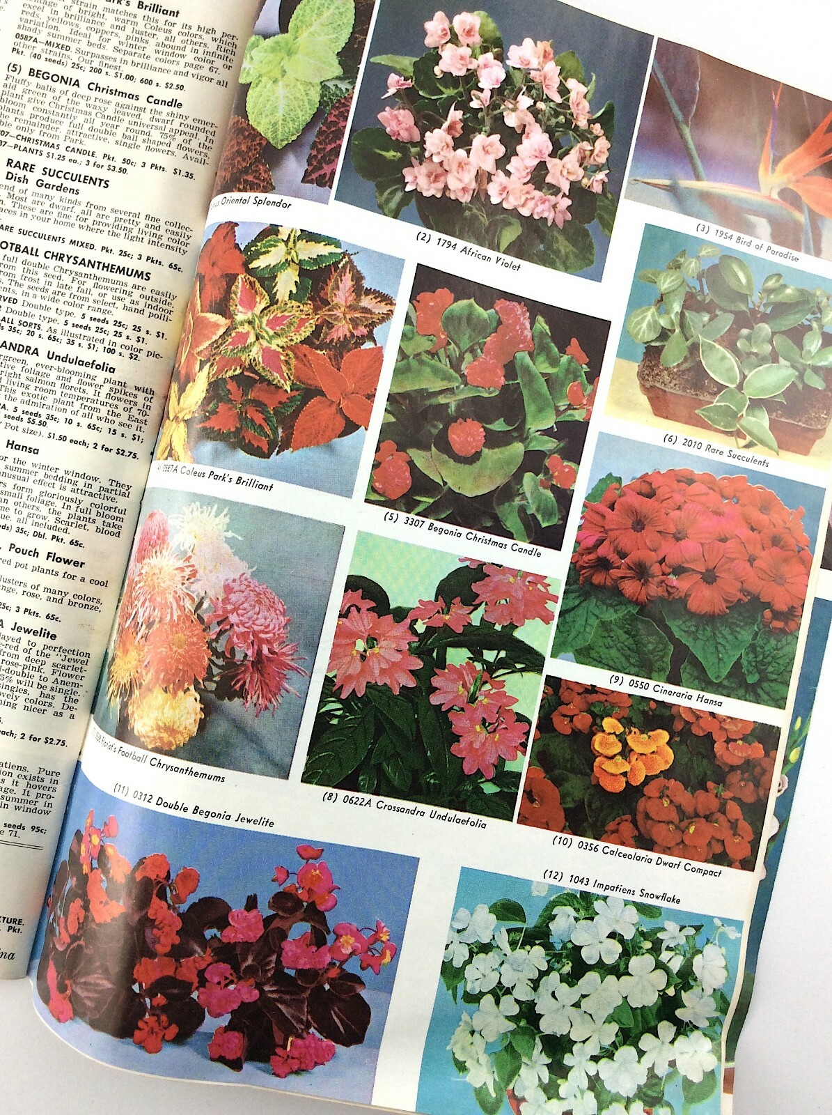 Parks Flower Book 1962 Greenwood South Carolina Garden Seed Catalog Q297
