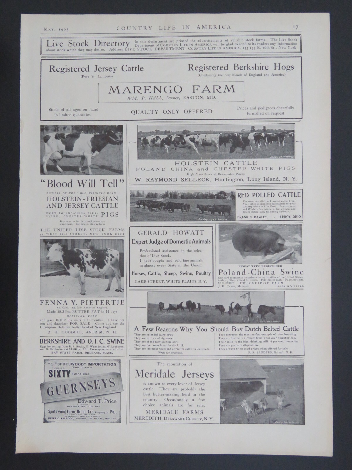 1905 B&W 9×13 Lithograph Livestock Horse Sheep Cattle Pig Advertisements 2-sided