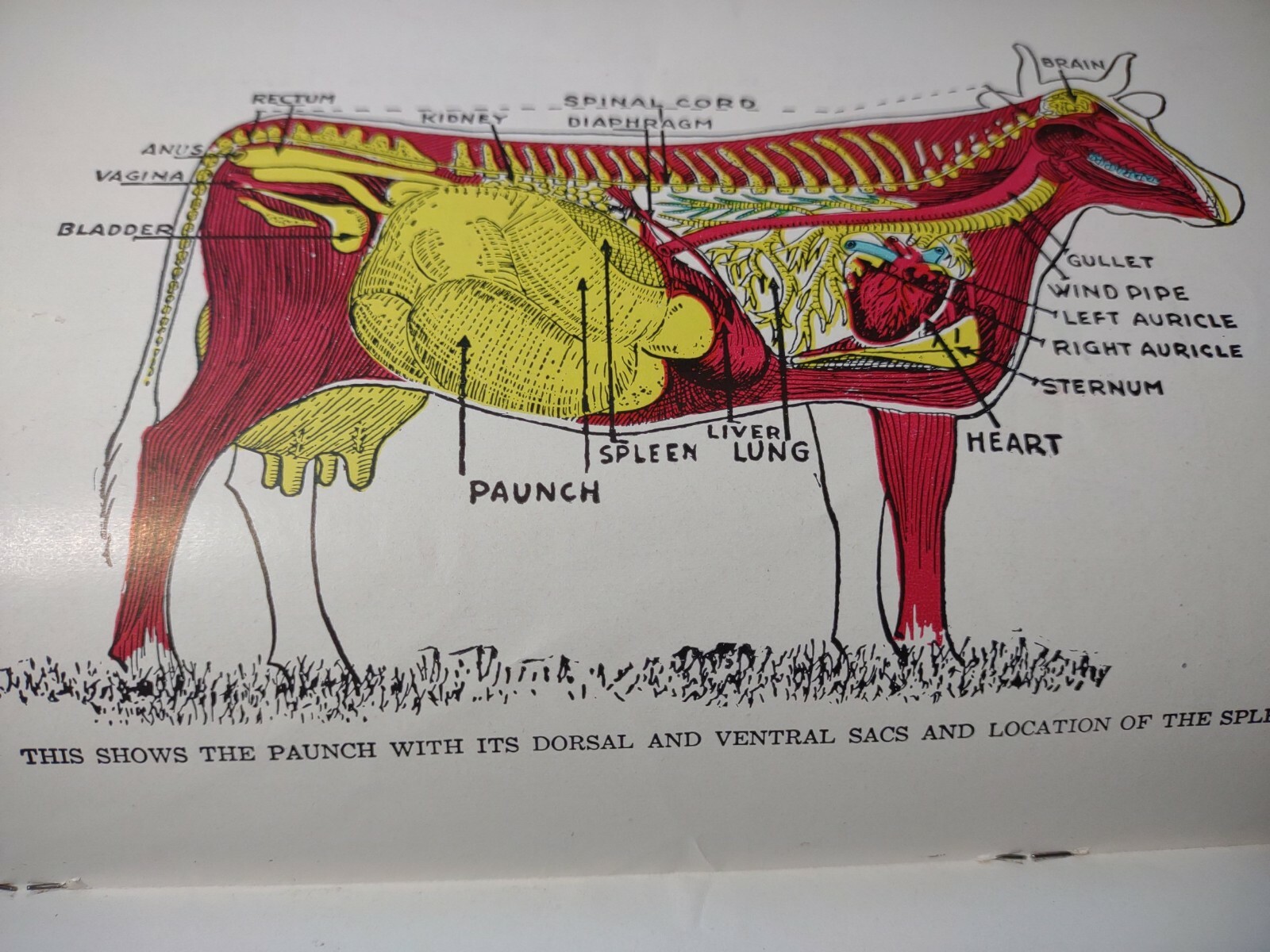 HOARDS DAIRYMAN FORT ATKINSON,WIS. COMMON AILMENTS OF FARM ANIMALS BOOK