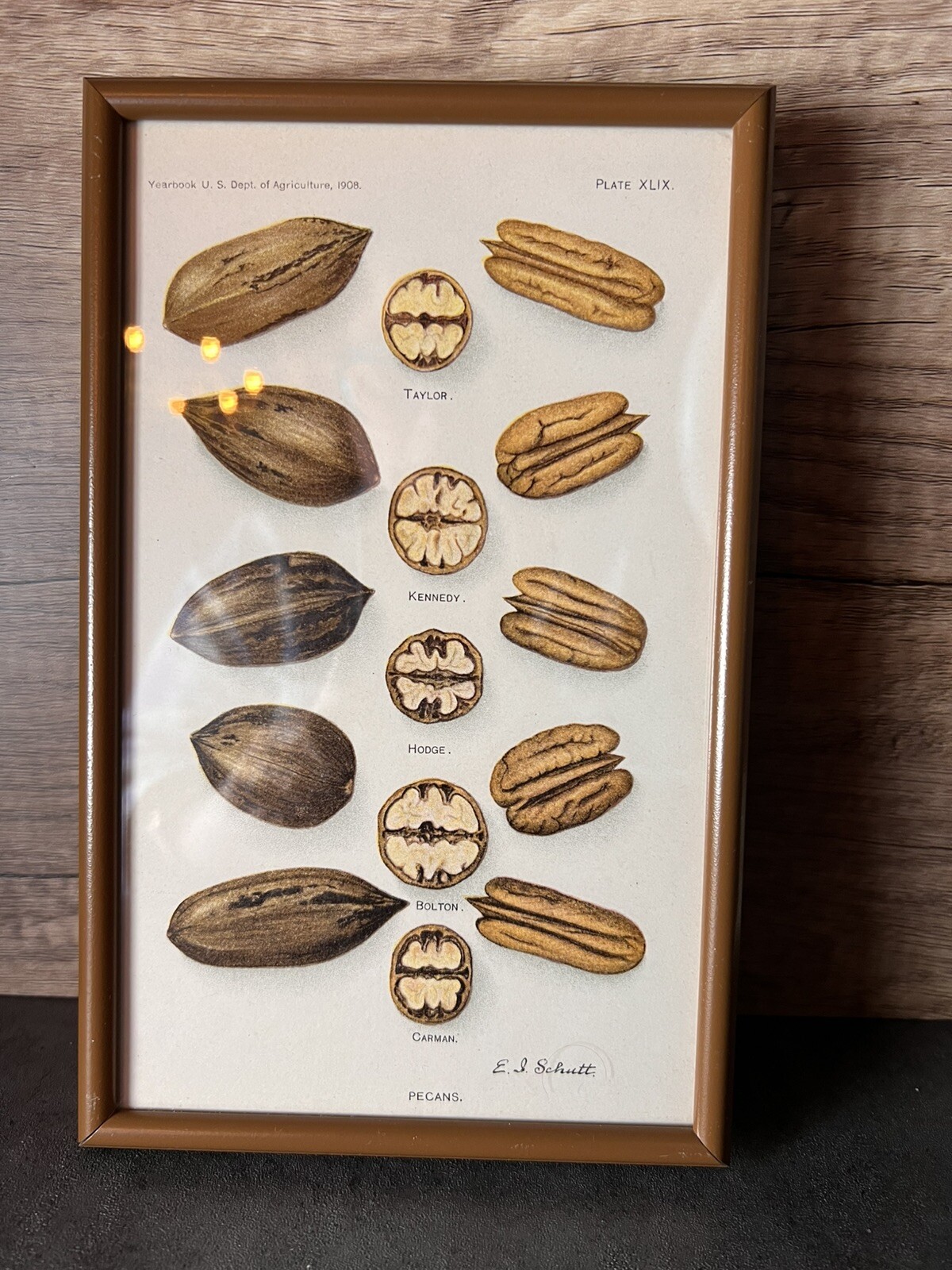 Vtg Yearbook U.S. Dept Agriculture Framed Pecans Lithograph XLIX E.L.Schutt