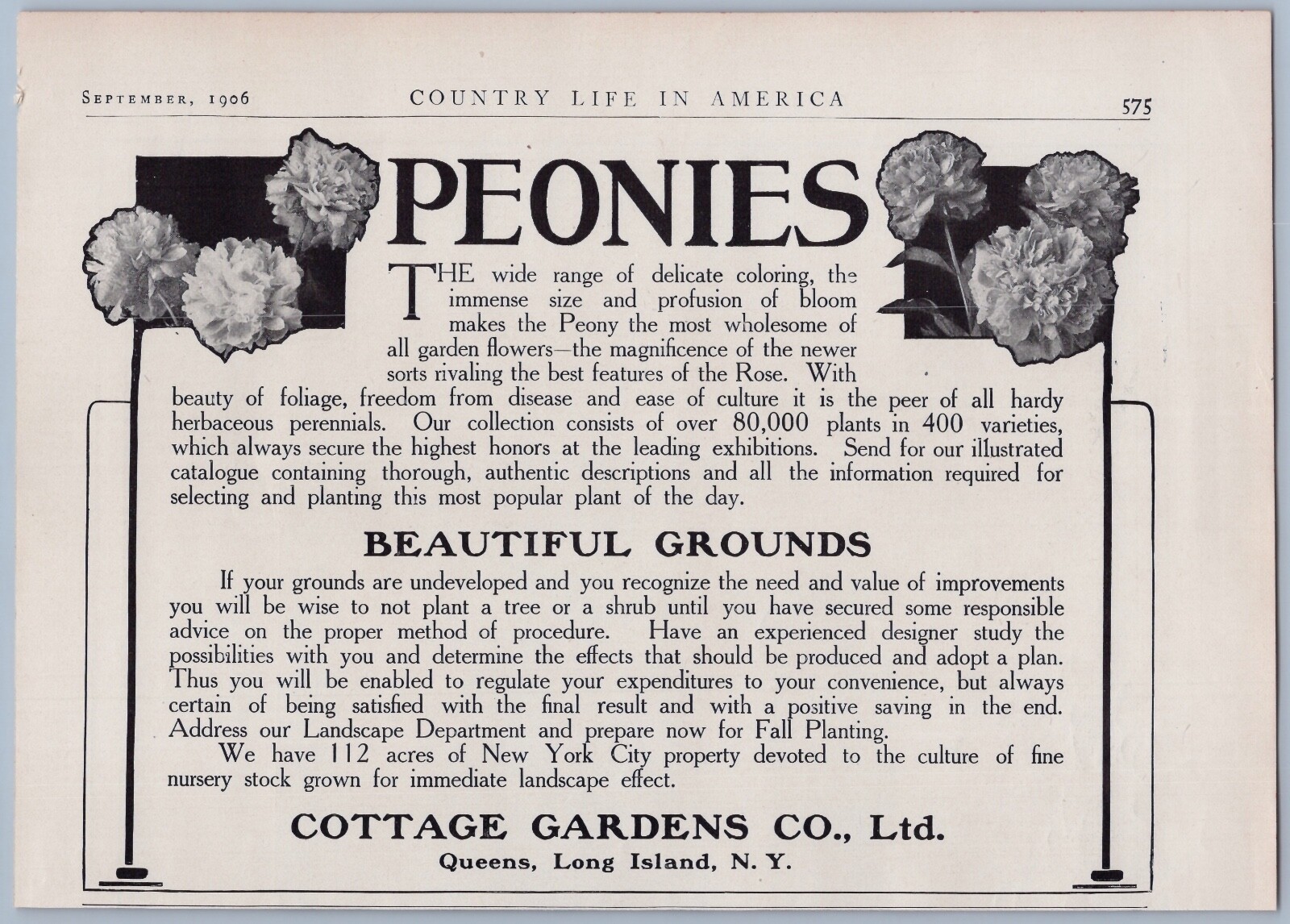 1906 Cottage Gardens Co Vintage Ad Peonies Peony Flowers Queens New York Plants