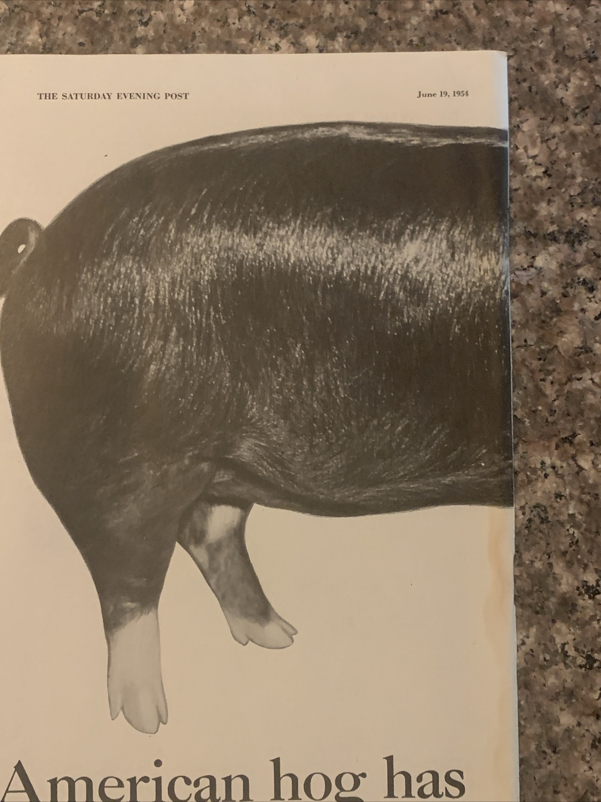 1954 Country Gentleman Magazine Promo PRINT AD Hog Has New Lean Look VTG 1950s