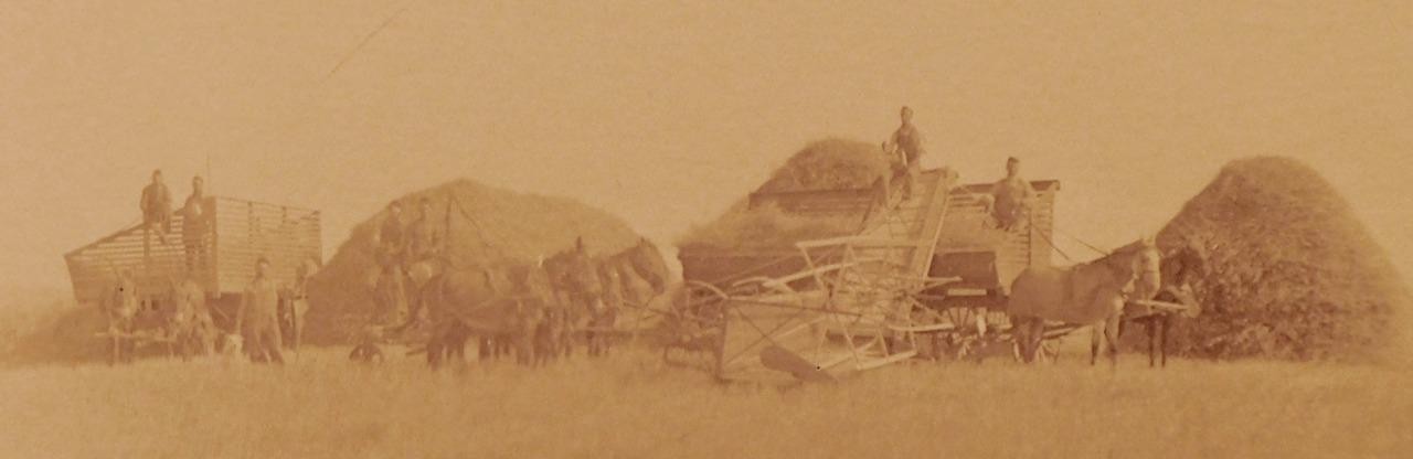 Harvest with Horse Drawn Hay Stacker Original Photographic Image C343