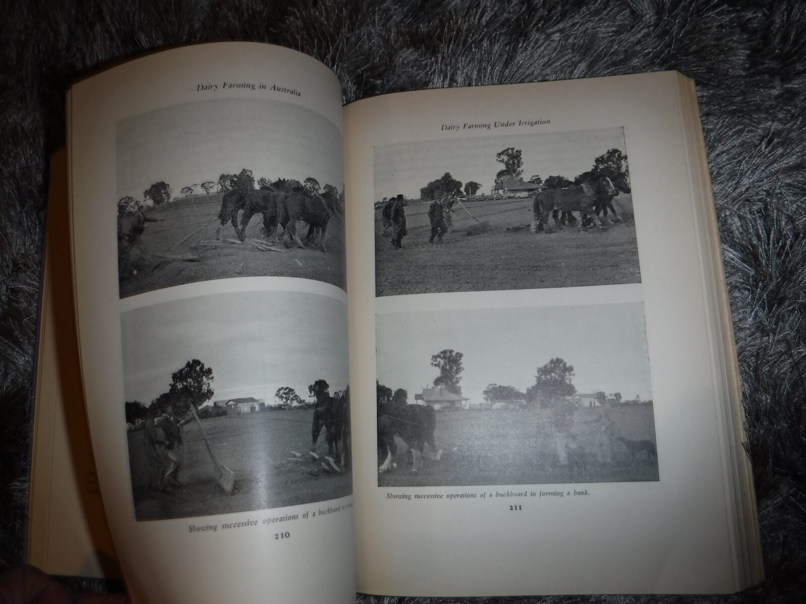 DAIRY FARMING IN AUSTRALIA – VICTORIAN ED VINTAGE 1949 BY HON. R T POLLARD