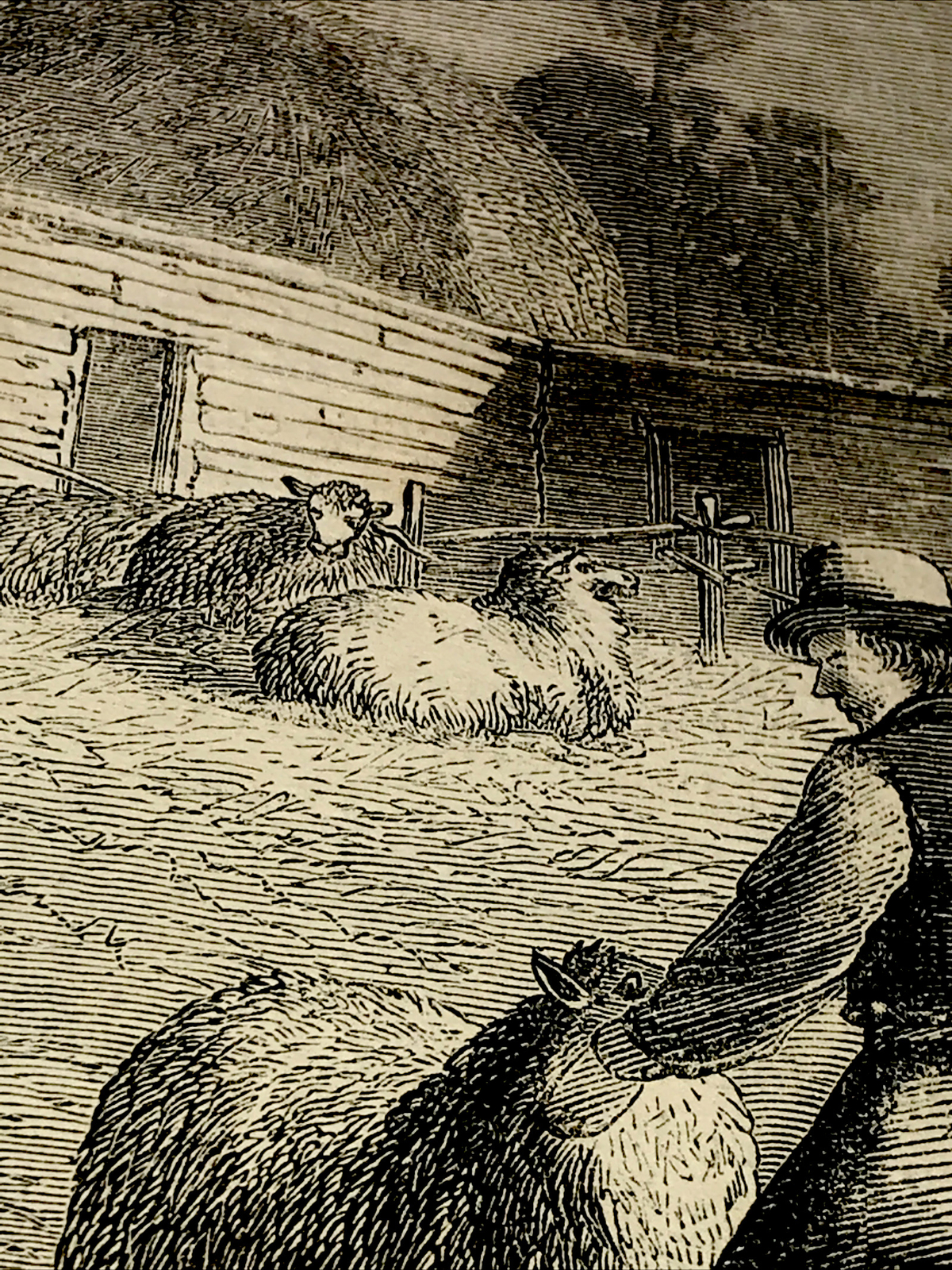 ORIGINAL 1872 Sheep Shearing Farm Engraving Advertising & Article