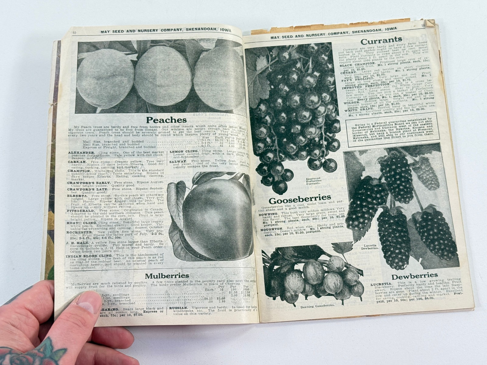 1924 May Seed Advertising Catalog Shenandoah Iowa IA