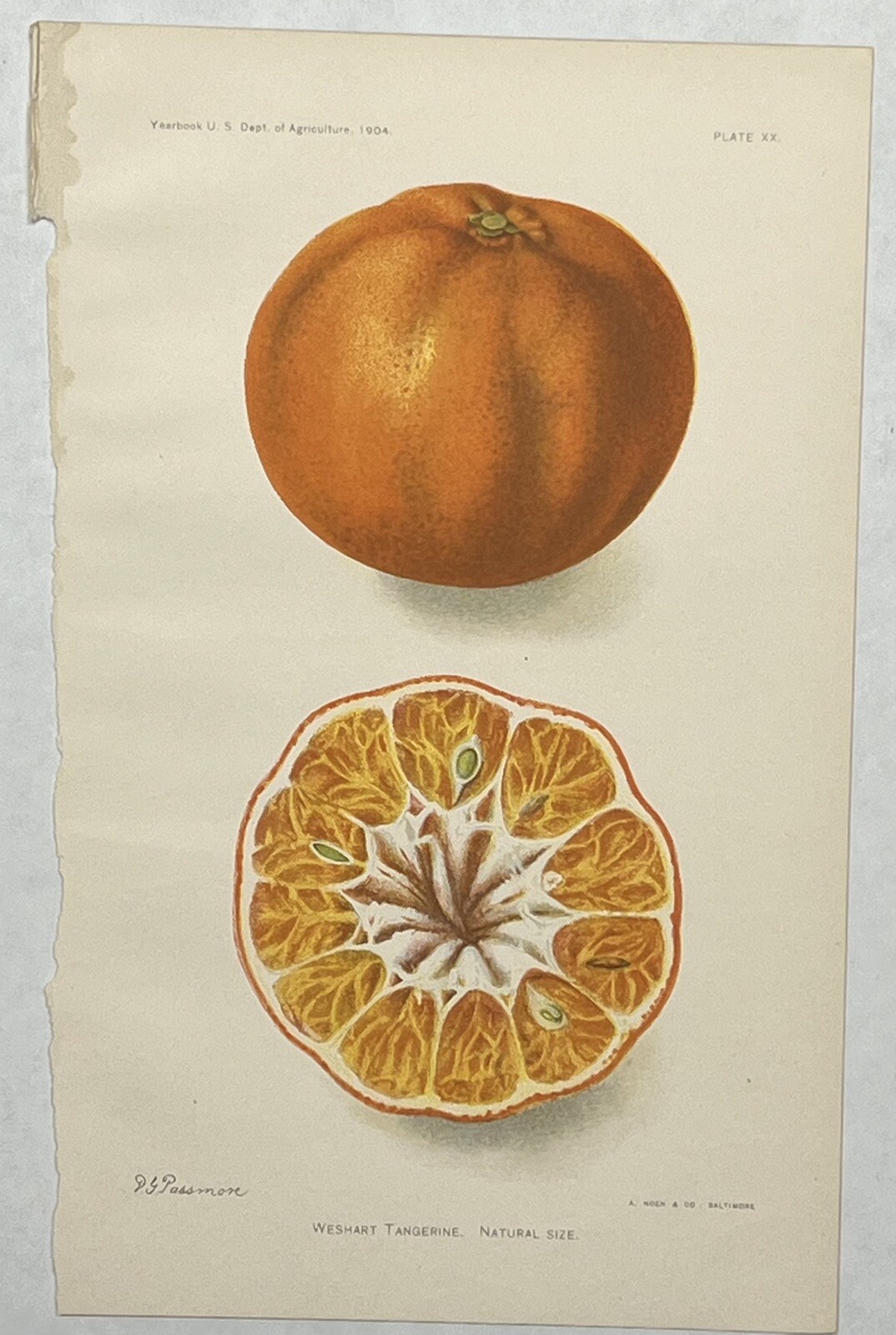 Original C1900 Print Fruit Lot,Tangerine,Morton Citrange,US Dept of Agriculture