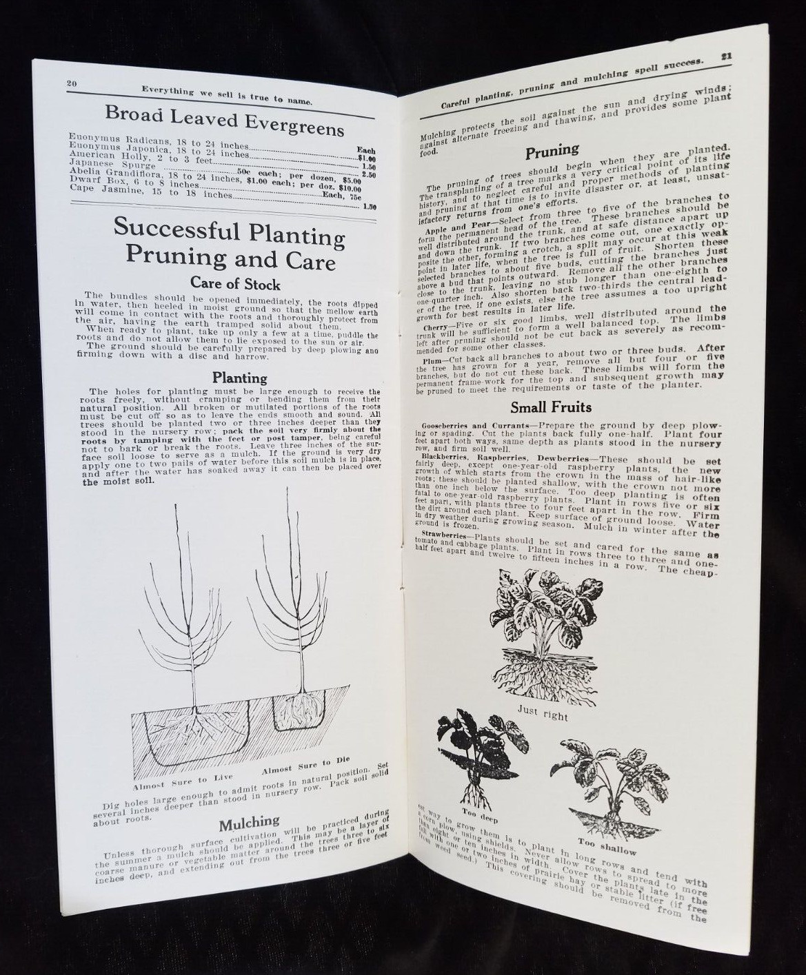Old Advertising Catalog Page Valley Nurseries Kimball VA Bolen Trees Roses Shrub